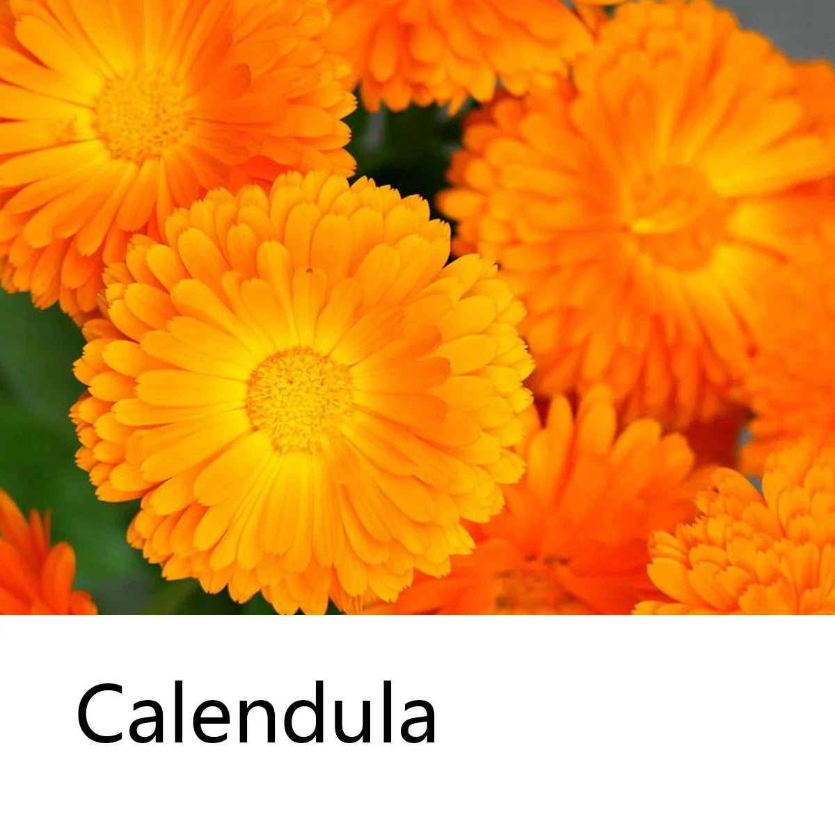 Calendula Shampoo Bar, Herbal Essential Oil Hair Care Soap, Deep Cleansing Natural Oil Soap